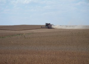 Harvesting Soybeans