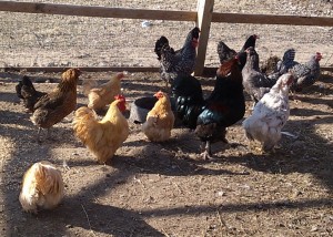Rural Chickens