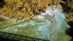 blue-green toxic algae EMAIL(1)