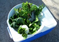 Locally Produced Spring Greens