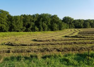 Iowa Farm Field Near Iowa City