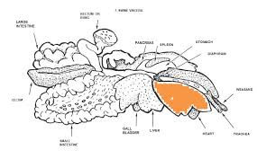 usda pork inspection